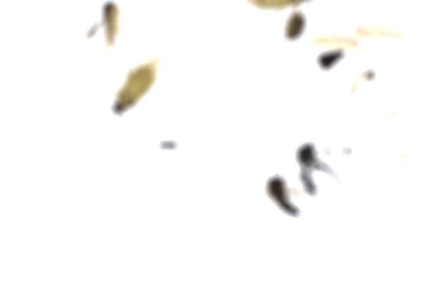 Image 27